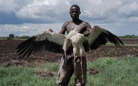 Ugandans kill migrating storks in desperation for food