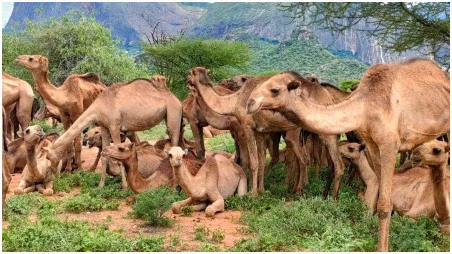 20 camels disqualified from Oman beauty pageant over cosmetic cheating 20 camels disqualified from Oman beauty pageant over cosmetic cheating