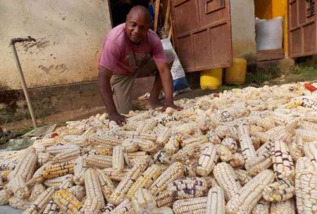 AGRA partners with Green Climate Fund to launch post-harvest food losses programme