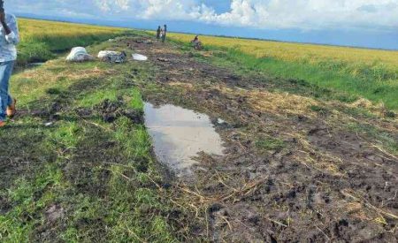 Address Kenyan rice farmers' challenges to boost food security