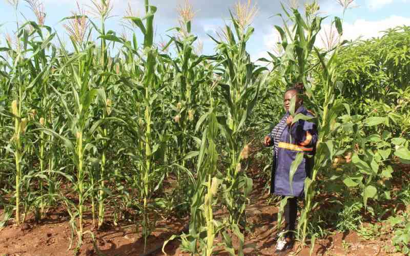 Agriculture sector borrowing balloons to Sh167.7 billion Agriculture sector borrowing balloons to Sh167.7 billion