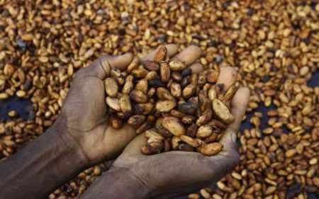 Better than gold: How Ecuador cashed in on surging cocoa prices