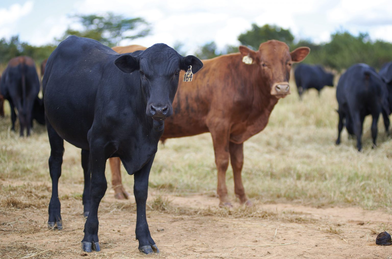 CGIAR SAAF Program to reach 1.7M people with sustainable livestock, aquaculture innovations