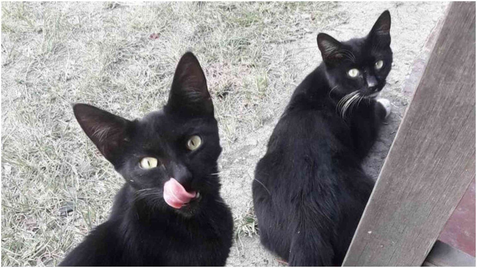Cat nabbed attempting to sneak illicit substances into prison