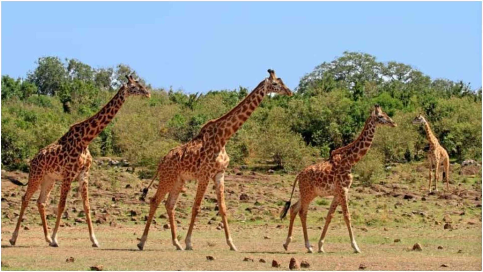 Christmas on a budget: How to spend 48 hours in Nairobi Christmas on a budget: How to spend 48 hours in Nairobi