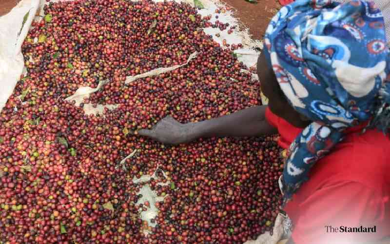 Coffee auction earns farmers Sh644m Coffee auction earns farmers Sh644m