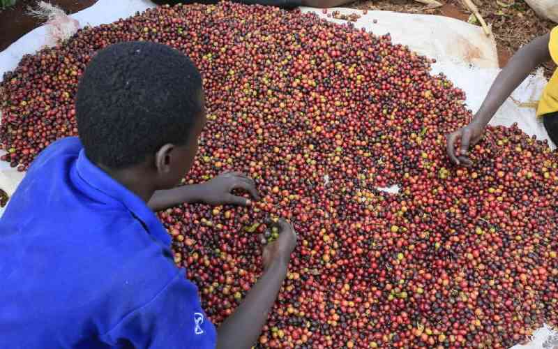 Coffee farmers earn Sh1.4 billion from weekly auction Coffee farmers earn Sh1.4 billion from weekly auction
