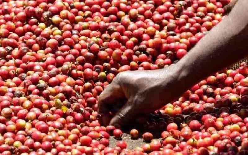 Coffee market banks on online bidding to boost farmers' returns Coffee market banks on online bidding to boost farmers' returns