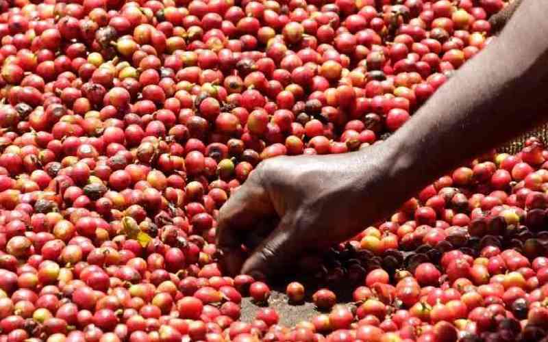 Coffee market nets Sh2.4 billion in weekly auction Coffee market nets Sh2.4 billion in weekly auction
