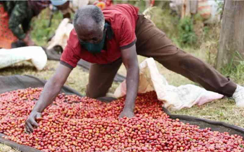 Coffee nets Sh411 million at the auction signalling strong market demand Coffee nets Sh411 million at the auction signalling strong market demand