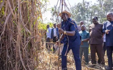 Court suspends 3-month sugarcane harvesting ban