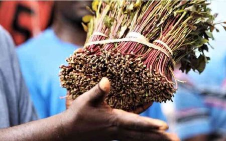 Djibouti opens market for Kenya's miraa exports