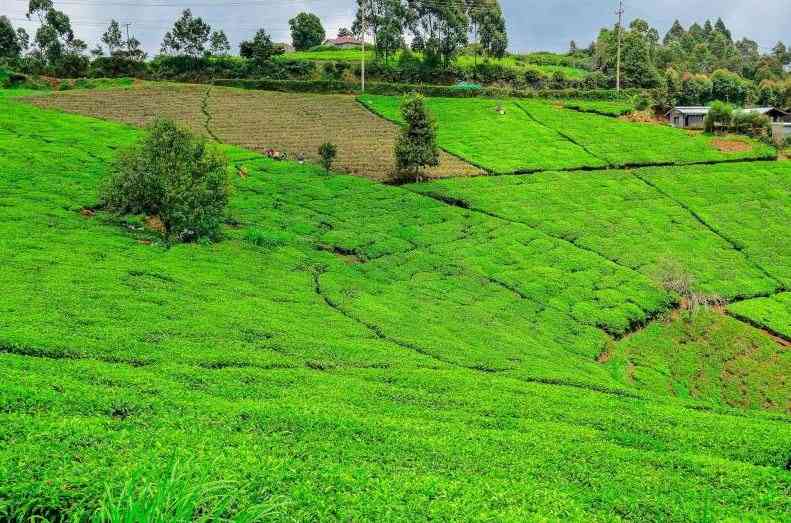 Factories review the green leaf payment following farmers demand Factories review the green leaf payment following farmers demand
