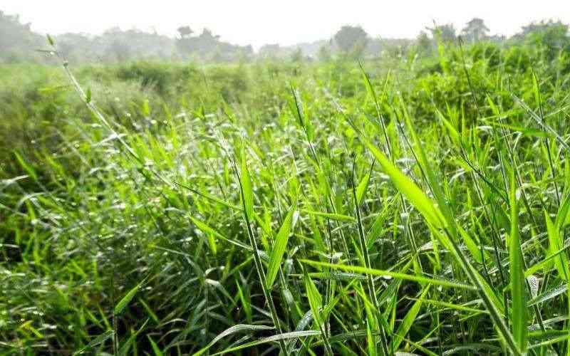 Farmers advised to embrace fodder crops and pasture production Farmers advised to embrace fodder crops and pasture production