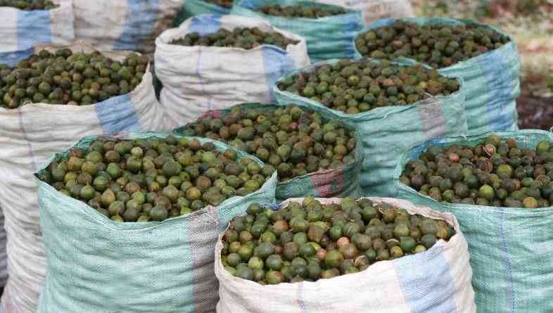 Farmers decry worst macadamia prices in years, demand export ban review Farmers decry worst macadamia prices in years, demand export ban review