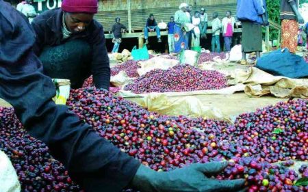 Farmers earn Sh376 million as coffee auction resumes