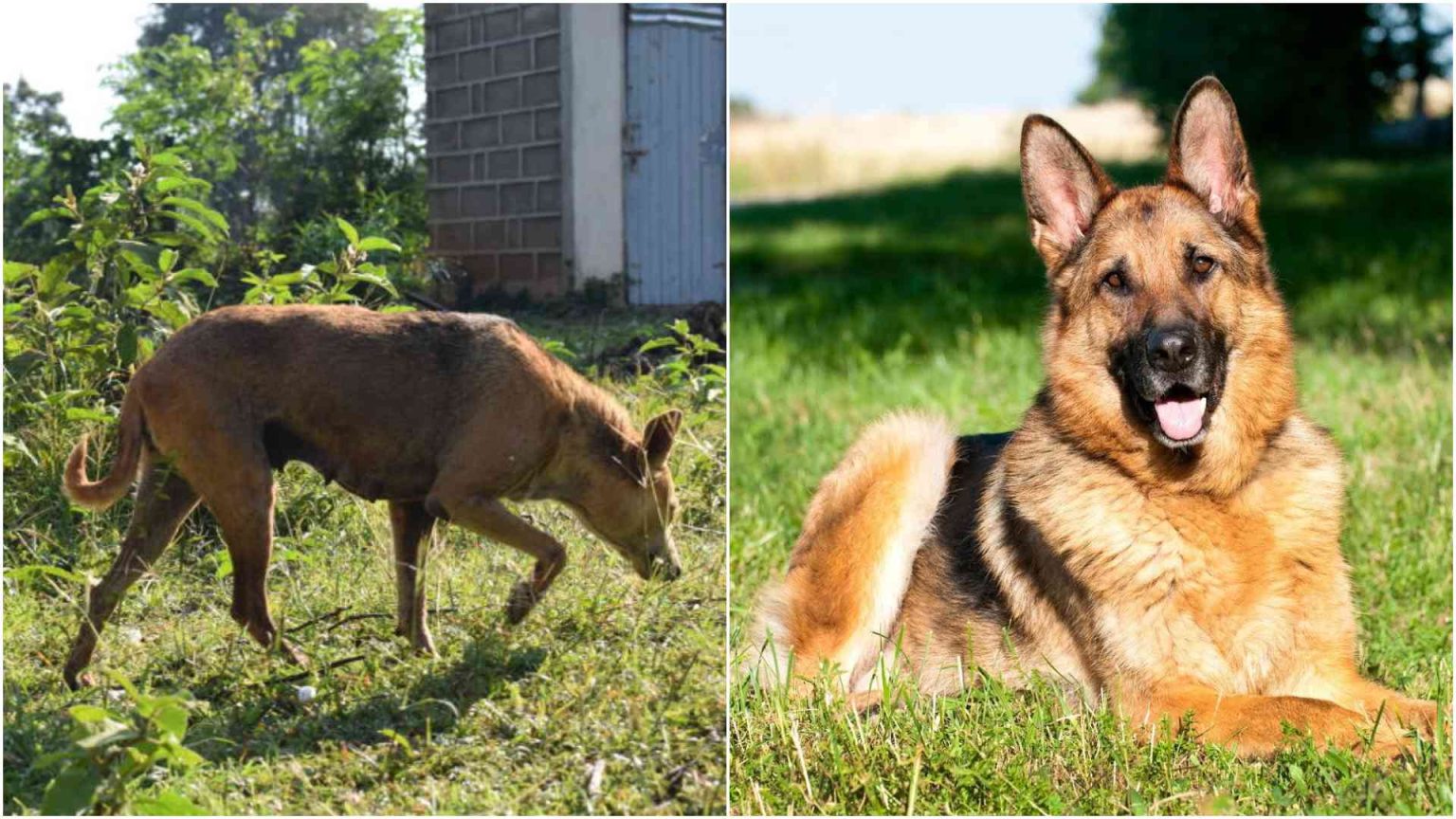 From guard dog to family member: Kenya’s shift toward modern pet care From guard dog to family member: Kenya's shift toward modern pet care