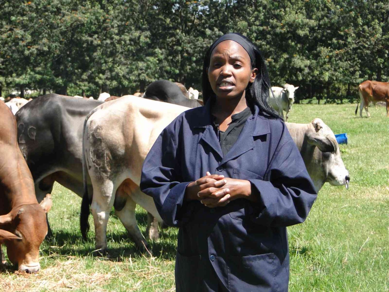 From pasture to plate: KALRO's push to boost Kenya's beef supply From pasture to plate: KALRO's push to boost Kenya's beef supply