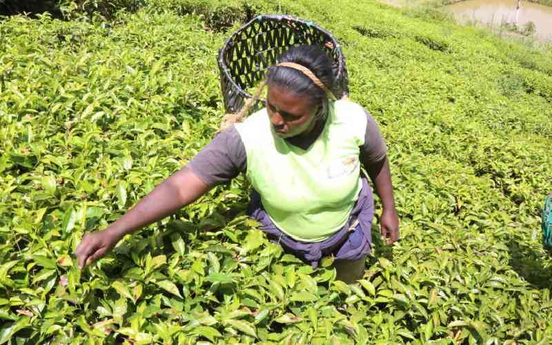Government directs TBK to ensure compliance with Tea Act Government directs TBK to ensure compliance with Tea Act