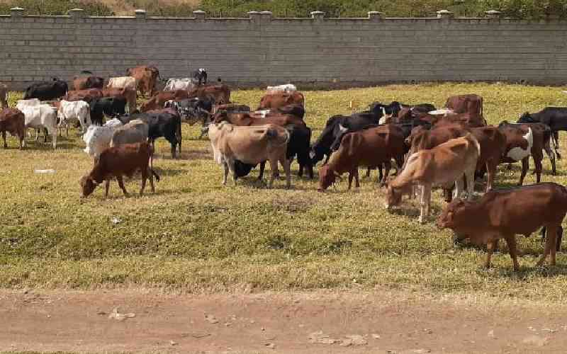 Grass crisis: The silent driver of livestock losses in Asal counties Grass crisis: The silent driver of livestock losses in Asal counties