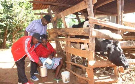 Help,my cows are not producing enough milk
