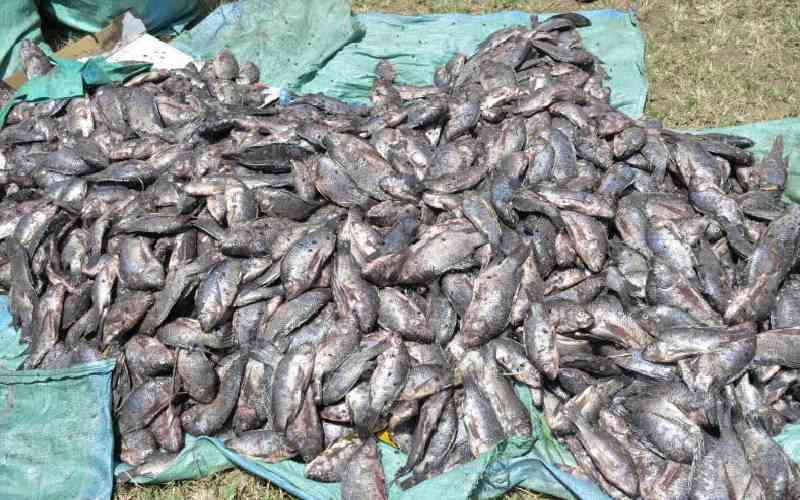 How regional project catalysed a concerted front against illegal fishing How regional project catalysed a concerted front against illegal fishing