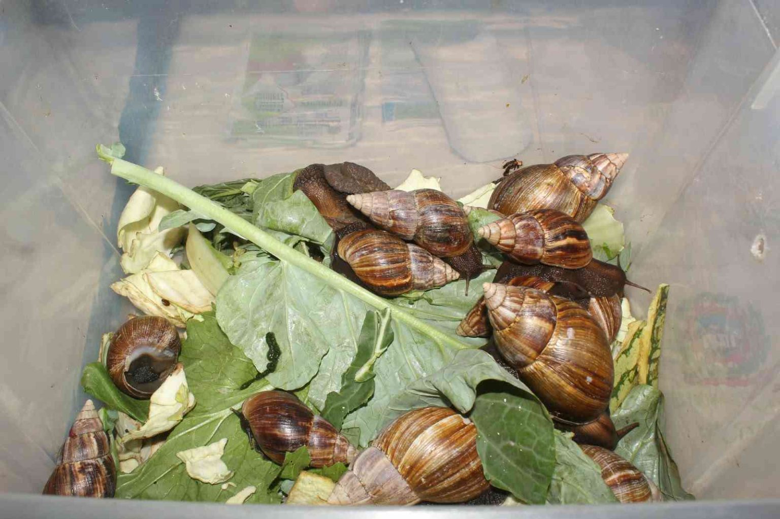 How snails can make farmers money beyond food How snails can make farmers money beyond food