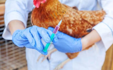 How to avoid antibiotics use in broilers