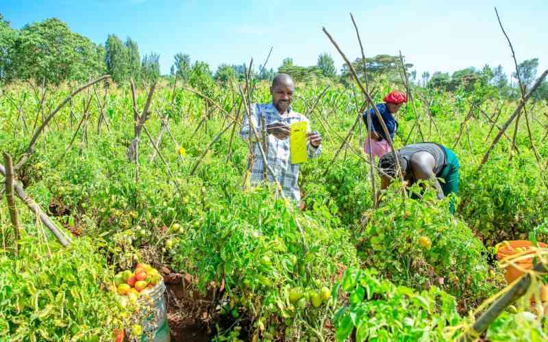 ICIPE launches a tomato control trap for the destructive moth ICIPE launches a tomato control trap for the destructive moth