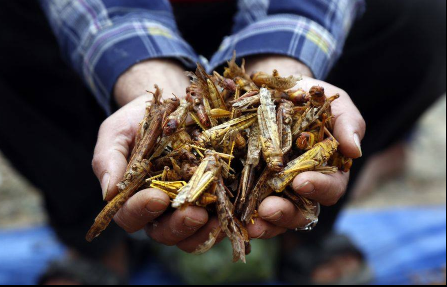 Icipe finds that locust and cricket oil can fight mosquitoes