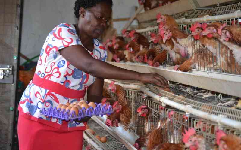 Improving eggshell quality in your layers Improving eggshell quality in your layers