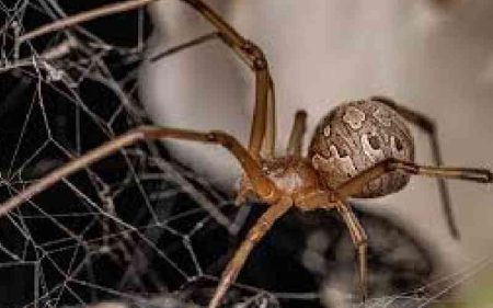 Invasive brown spiders protect eggs by attacking wasps: study