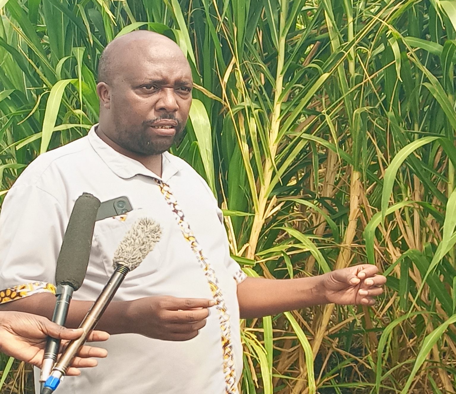 Juncao Grass: Chinese innovation revolutionizing Kenya’s dairy farming