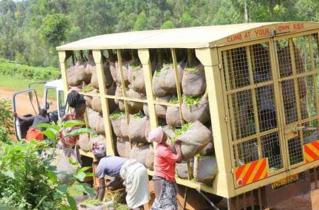 KTDA tea factories earn over Sh1 billion at Mombasa auction