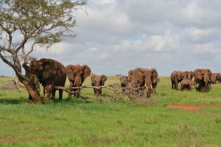 KWS urges early bookings as Easter campaign begins