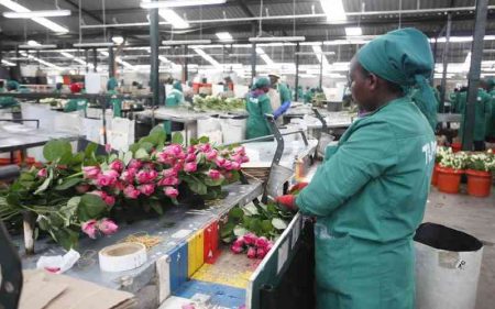 Kebs' standards levy a big blow to Kenya's flower industry