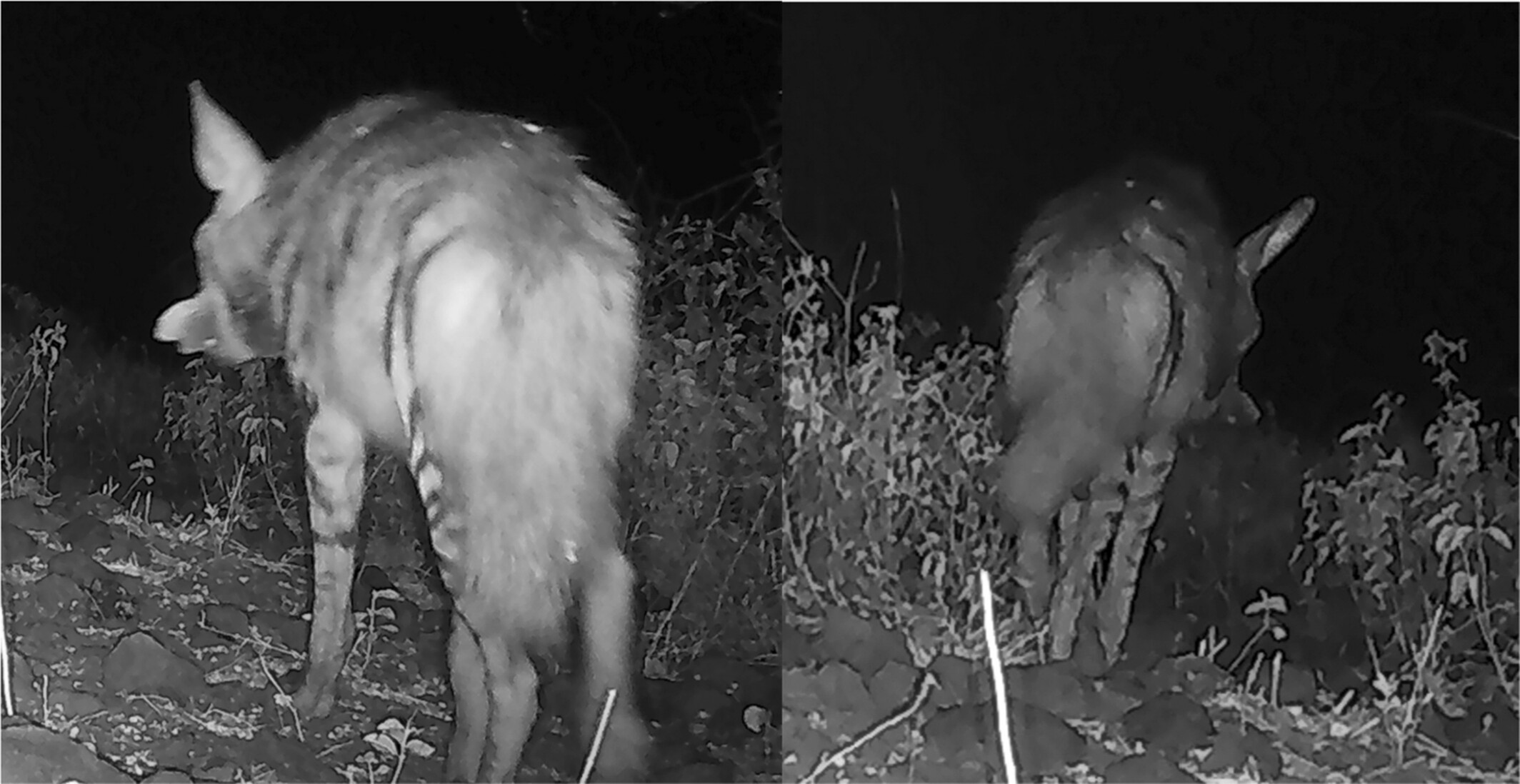 Kenya produces world-first evidence of hyena eating honey Kenya produces world-first evidence of hyena eating honey