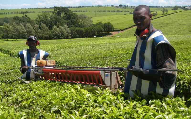 Kenyan tea exports drop in September, TBK says Kenyan tea exports drop in September, TBK says