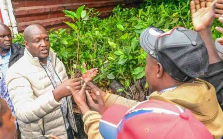 Kericho emerges as Kenya's new coffee hub