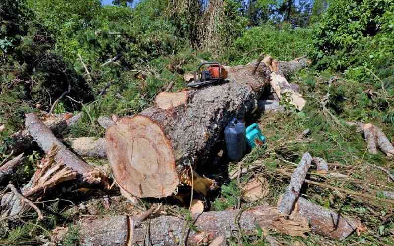 Lifting logging ban has exposed President’s doublespeak Lifting logging ban has exposed President's doublespeak