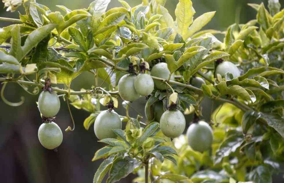 Making agriculture 'cool' again: How to win the youth back into big farming Making agriculture 'cool' again: How to win the youth back into big farming