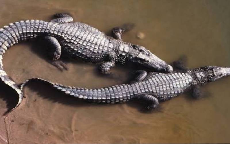 Man charged in Singapore over fake AI crocodile image Man charged in Singapore over fake AI crocodile image
