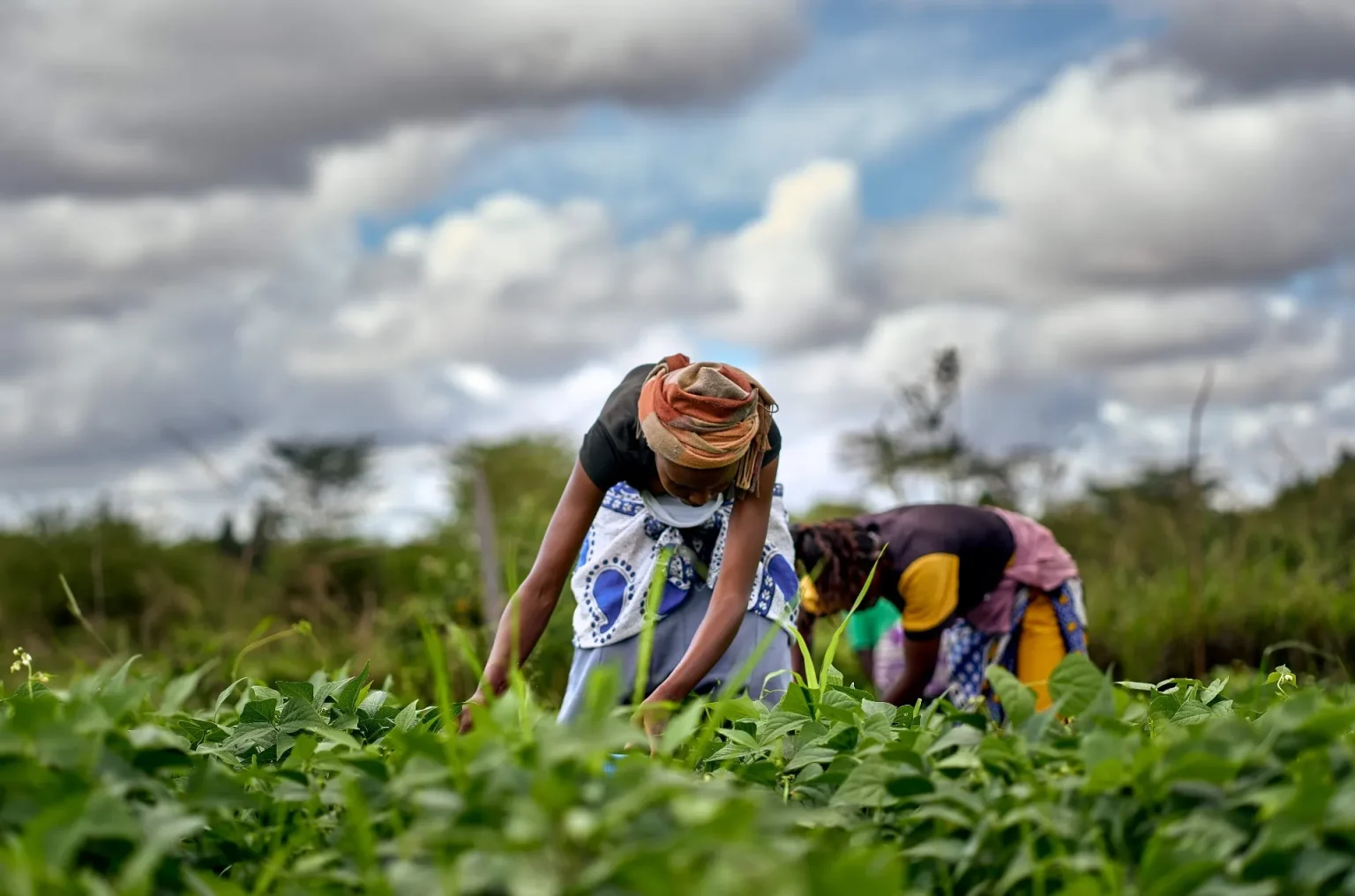 Kenyan Wall Street - Business, Markets & Finance Insights