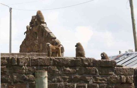 Nakuru estate residents live in fear as baboons take over homes