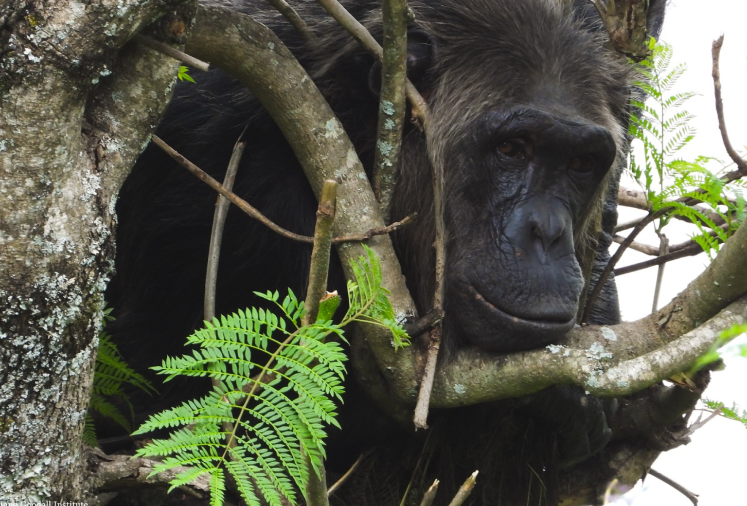 New discovery reveals chimpanzees in Uganda use flying insects to tend their wounds New discovery reveals chimpanzees in Uganda use flying insects to tend their wounds