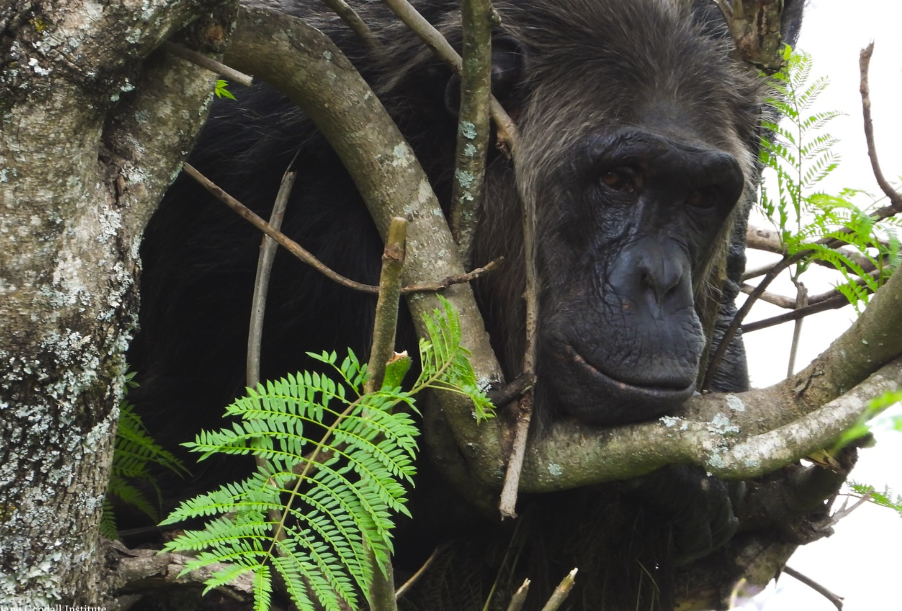 New discovery reveals chimpanzees in Uganda use flying insects to tend their wounds New discovery reveals chimpanzees in Uganda use flying insects to tend their wounds
