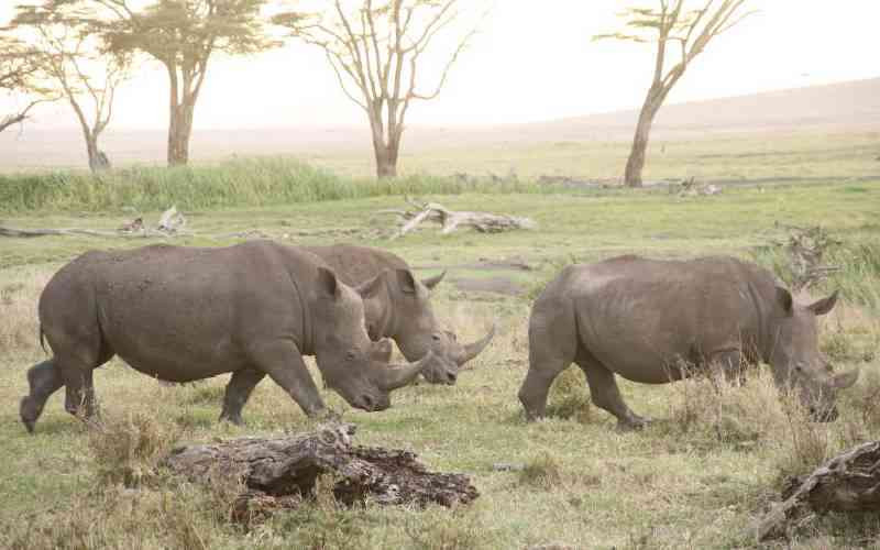 North Eastern is Kenya’s wildlife frontier, treat it like one North Eastern is Kenya's wildlife frontier, treat it like one