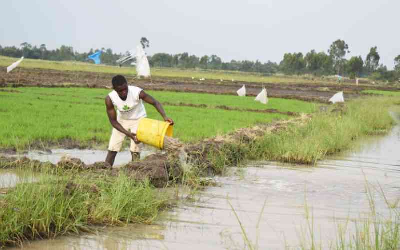 Nyanza’s irrigation revolution could save Kenya Sh22b Nyanza's irrigation revolution could save Kenya Sh22b