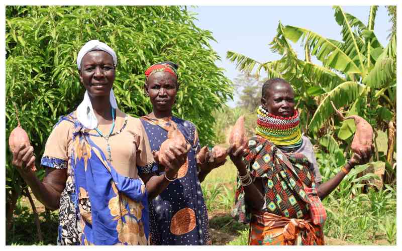 Orange-fleshed sweet potatoes boost Turkana's food insecurity fight Orange-fleshed sweet potatoes boost Turkana's food insecurity fight