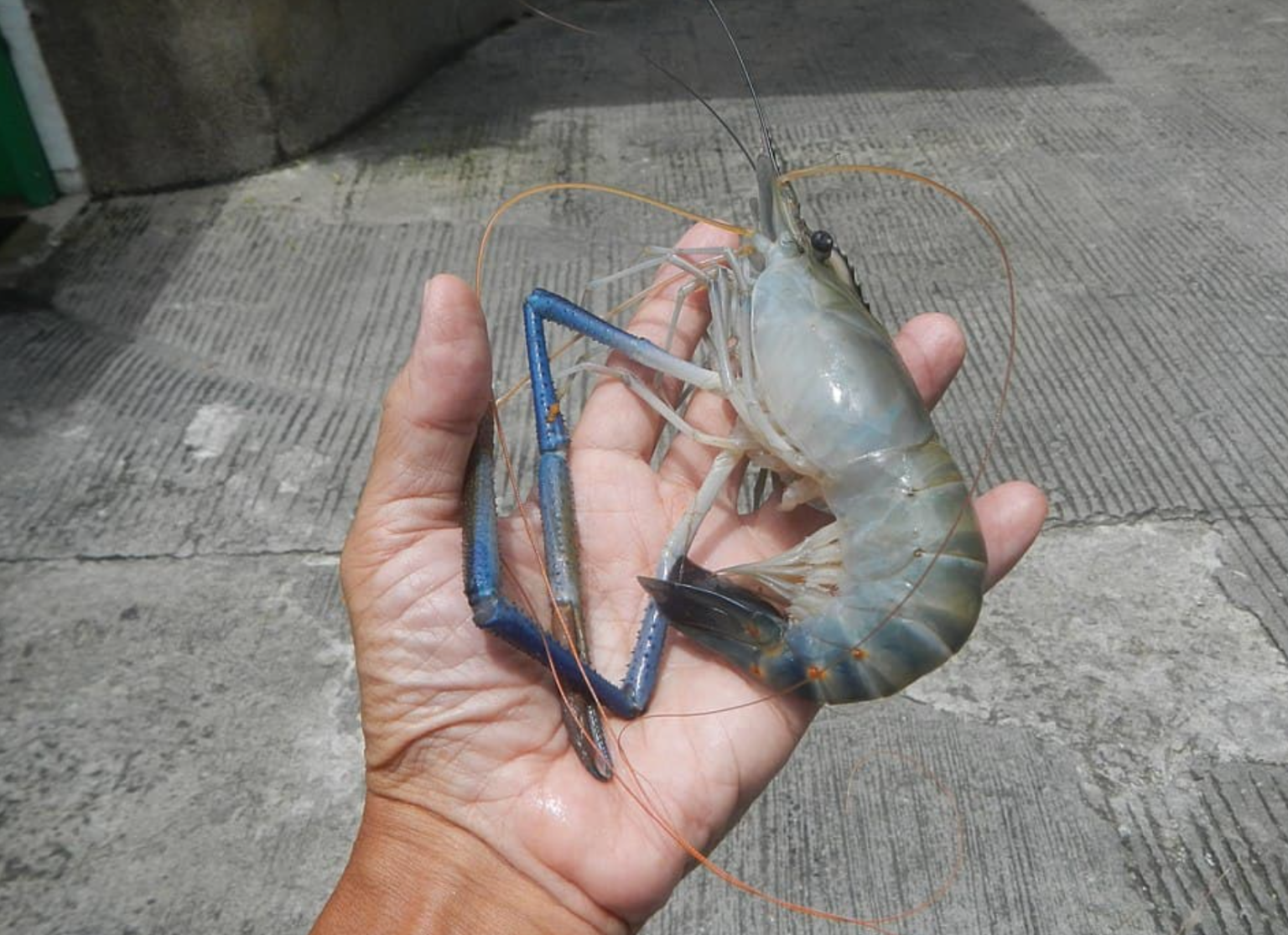 Prawns could rescue Kenya’s rice farmers from deadly snails Prawns could rescue Kenya’s rice farmers from deadly snails